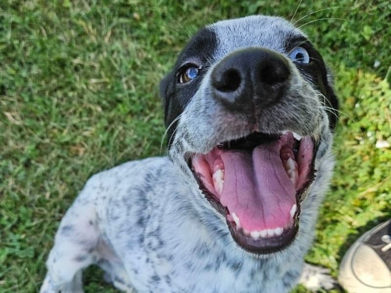 Lancashire Heeler 1 year 8 months old female medium named Willow for adoption in Campbell County, Kentucky | Petmeetly