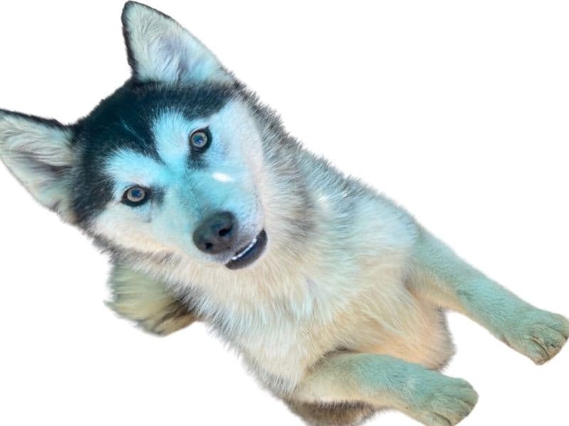 Alaskan Husky 3 years old male medium named Buddy for adoption in San Francisco County, California | Petmeetly