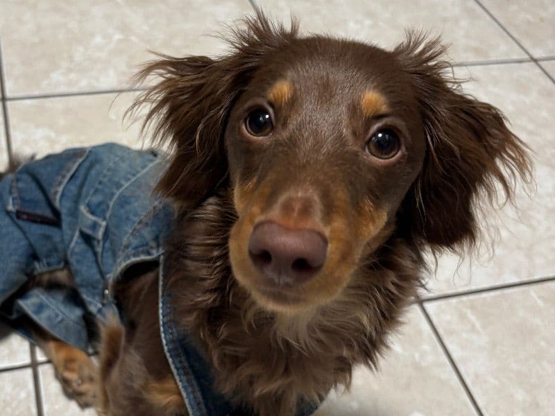 Miniature Dachshund 1 year old male medium named Milton for breeding in St. Johns County, Florida | Petmeetly