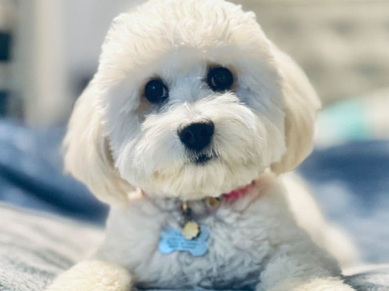 Bichon Frise 2 years 8 months old female medium named Luna for breeding in Fairfield County, Connecticut | Petmeetly
