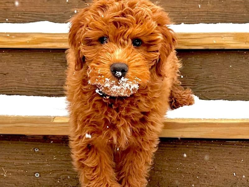 Mini Golden Doodle 1 year 2 months old male medium named Ziggy for breeding in Richmond, Virginia | Petmeetly