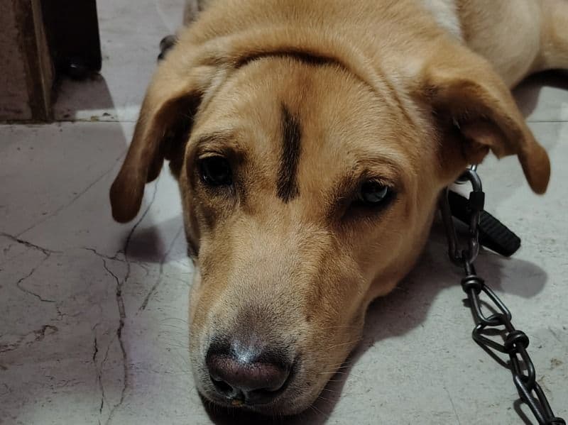 Silver Labrador 3 years 5 months old female medium named Ani for breeding in Patna Division, Bihar | Petmeetly