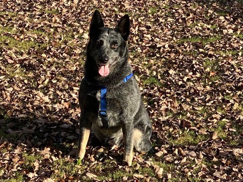 Australian Cattle Dog 9 years 4 months old male medium named Rocky for breeding in Paulding County, Georgia | Petmeetly