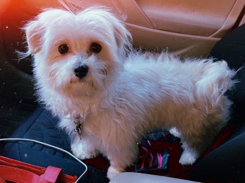 Maltese 5 years 4 months old male small named Cotton for breeding | Petmeetly