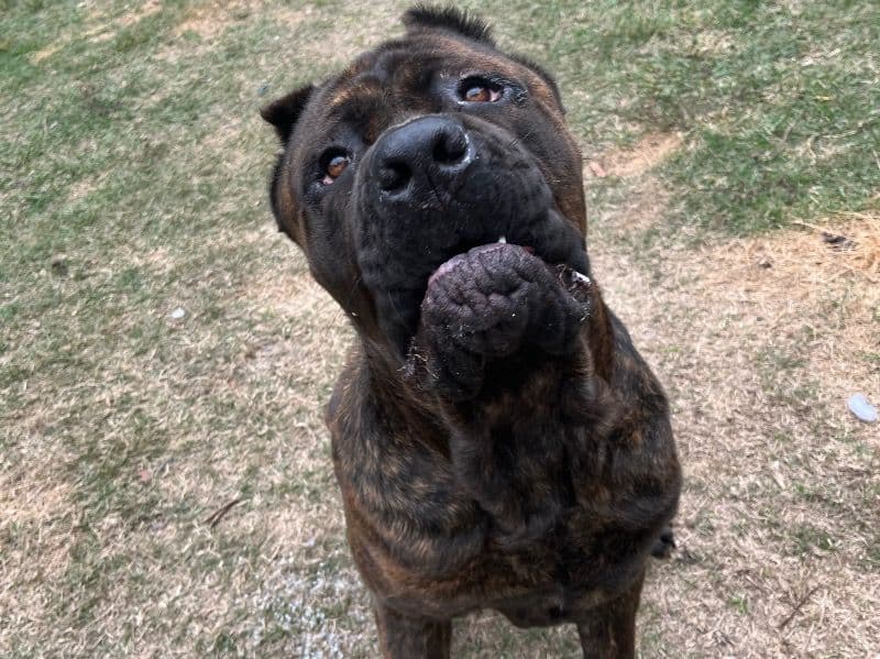 Cane Corso 1 year 4 months old male large named Apollo for adoption in Polk County, Florida | Petmeetly