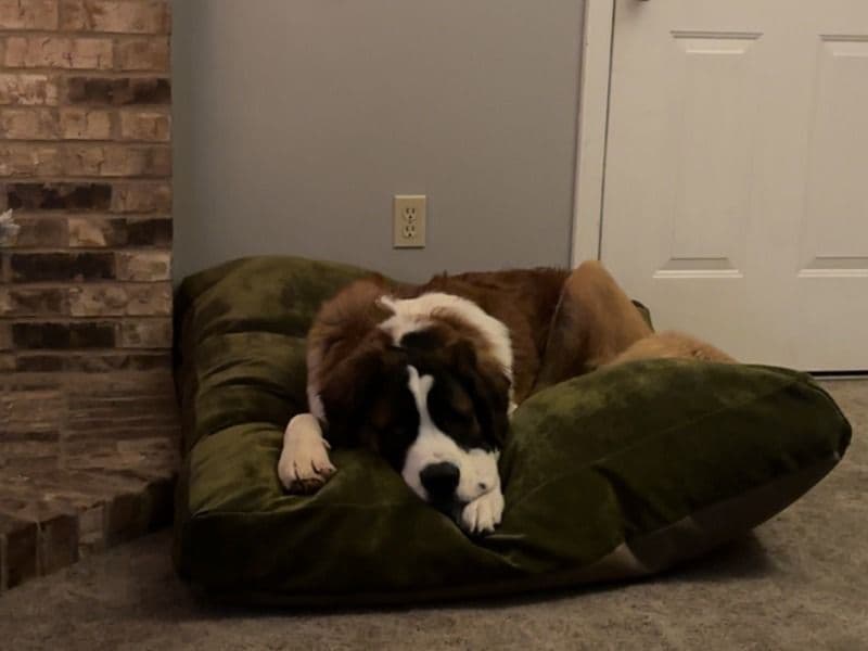 Saint Bernard 1 year 11 months old male large named Barney for breeding in Northampton County, Pennsylvania | Petmeetly