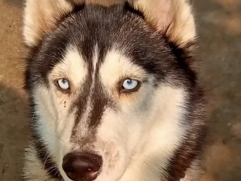 Husky 2 years 2 months old female large named Shree for breeding in Raipur Division, Chhattisgarh | Petmeetly