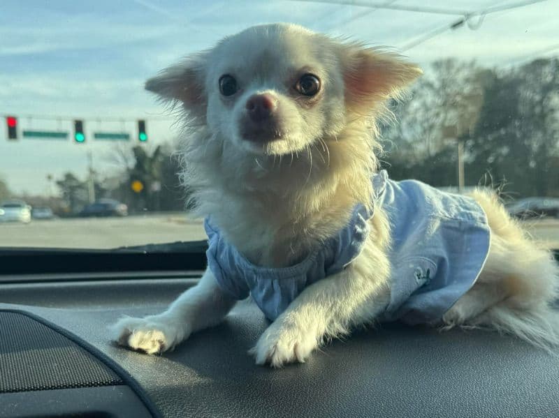 Long hair Chihuahua 11 months old female medium named Estrella / Start for breeding in Clayton County, Georgia | Petmeetly