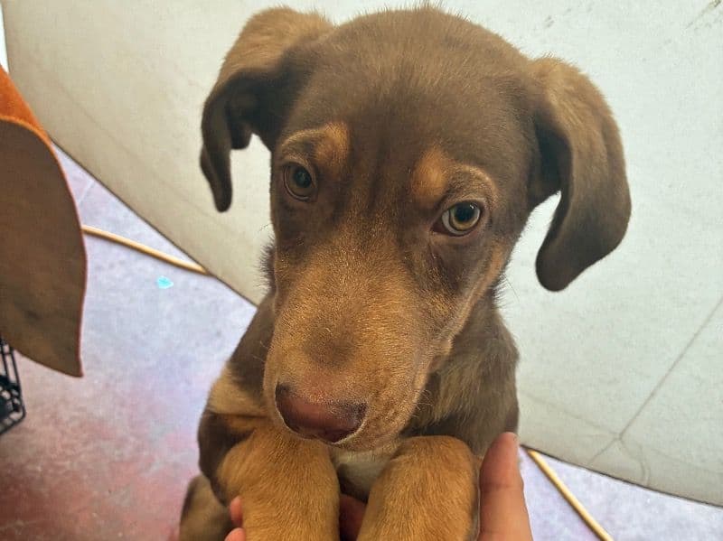 English Golden Retriever 6 months old male medium named Cookie for sale in Los Angeles County, California | Petmeetly