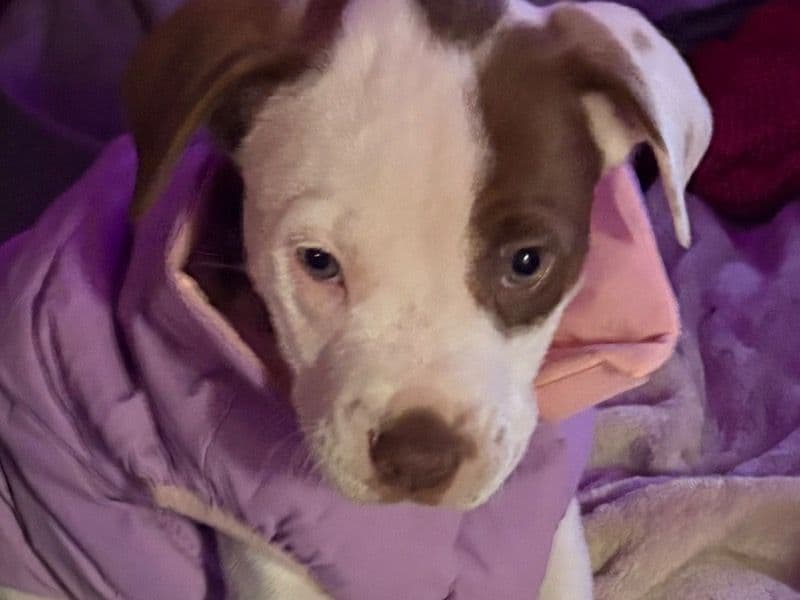American PitBull Terrier 2 months old female small named Azuma for sale in Troup County, Georgia | Petmeetly