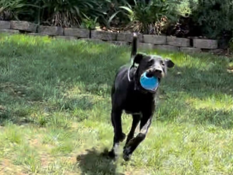 English Labrador Retriever 1 year 7 months old male large named Batman for breeding in Yuba County, California | Petmeetly