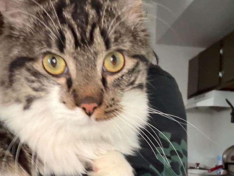 Domestic Medium Hair 1 year 2 months old male named Maple for adoption in Monroe County, Michigan | Petmeetly