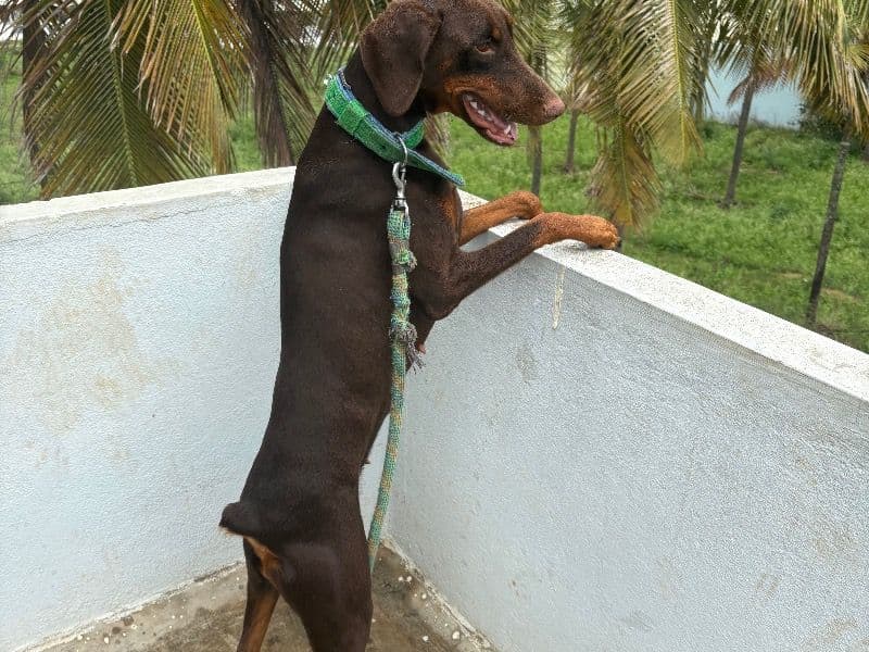 Doberman 2 years 2 months old female large named Brownie for breeding in Bangalore Division, Karnataka | Petmeetly