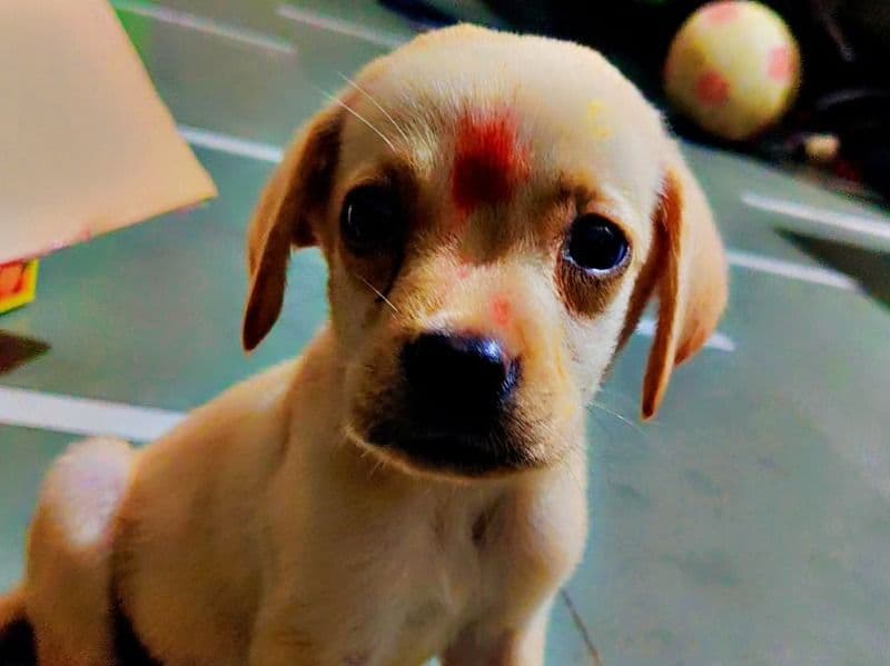 Labrador Retriever 6 months old male small named Kukki for breeding in Indore Division, Madhya Pradesh | Petmeetly