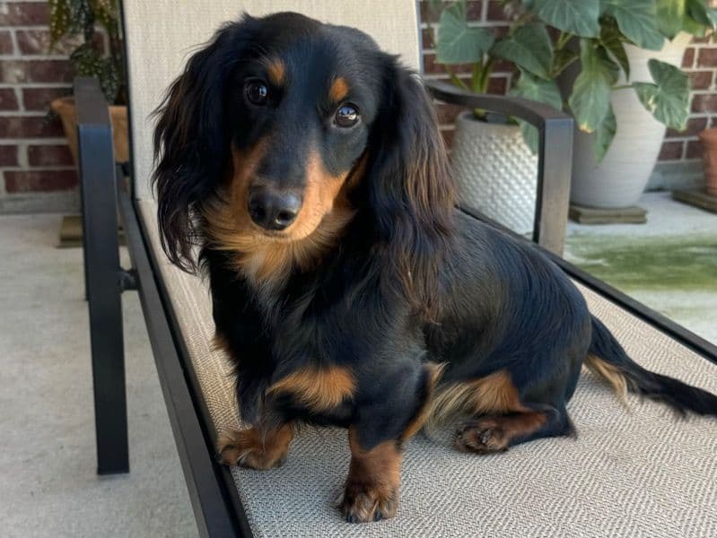 Miniature Dachshund 2 years old male small named Bullet for breeding in Calcasieu Parish, Louisiana | Petmeetly