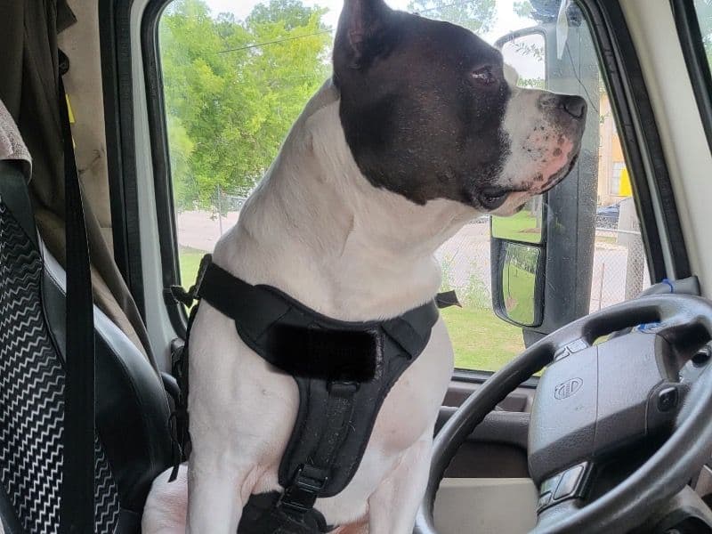 American PitBull Terrier 10 years 6 months old male extra large named Fenix for breeding in Broward County, Florida | Petmeetly