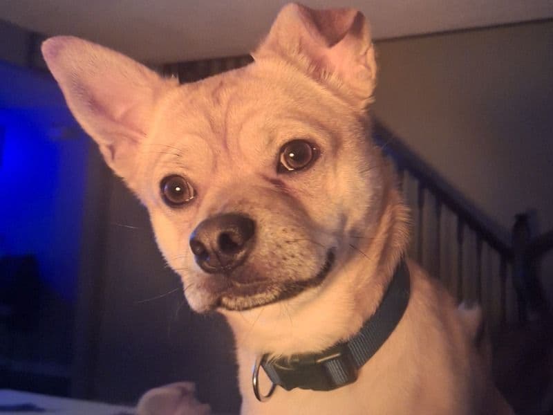 Shiba Inu 3 years 2 months old male medium named Charlie for breeding in Fillmore County, Minnesota | Petmeetly