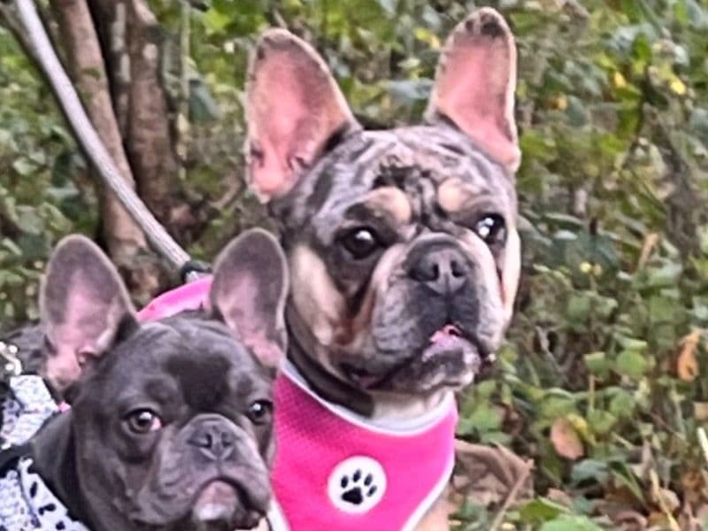 French Bulldog 2 years 2 months old female small named Diamond for breeding in Lancashire, England | Petmeetly