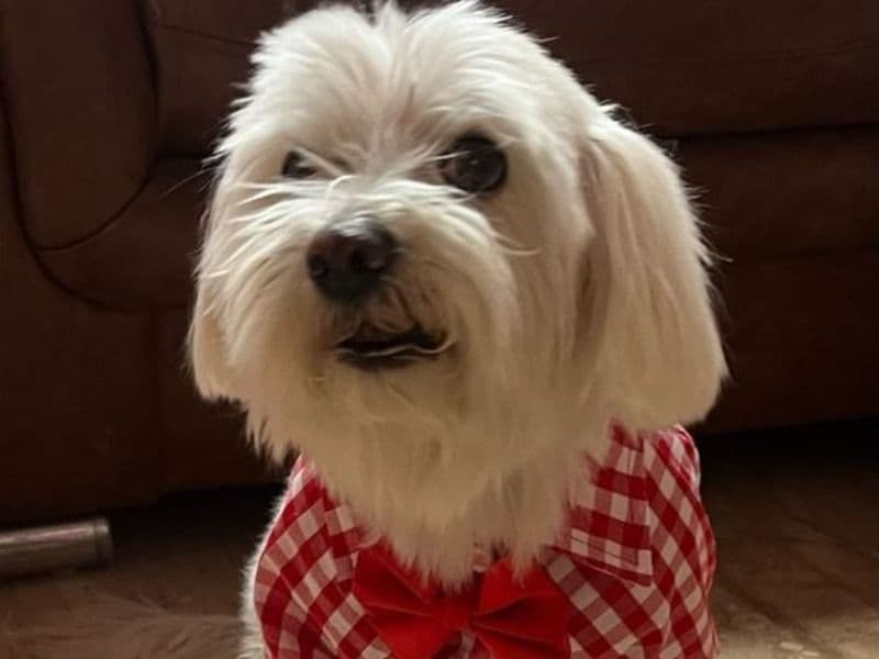 Maltese 7 years 1 month old male small named Puffy for breeding in Bangalore Division, Karnataka | Petmeetly