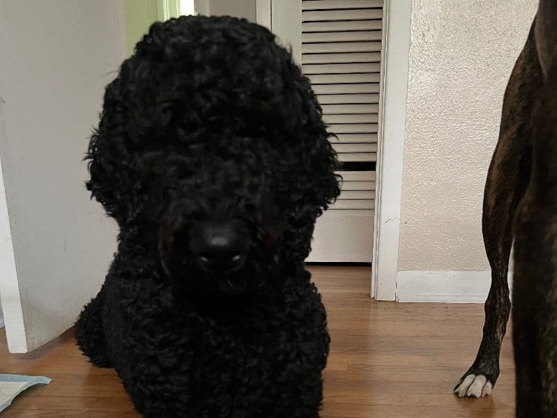 Labradoodle 1 year 11 months old female large named Maxie for breeding in Virginia Beach, Virginia | Petmeetly