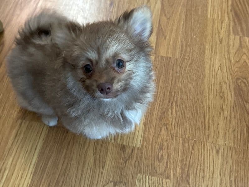 Pomeranian 6 months old female small named Estrella for breeding in Stanislaus County, California | Petmeetly