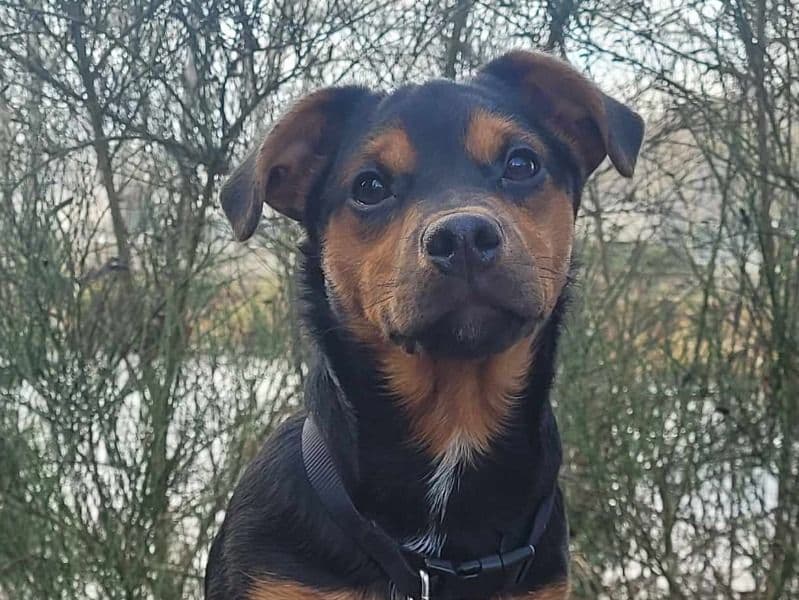 Patterdale Terrier 2 years 1 month old male medium named Rambo for breeding in Highland Council, Scotland | Petmeetly