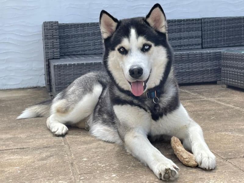 Siberian Husky 2 years 10 months old male large named Neo for breeding in Central Bedfordshire, England | Petmeetly