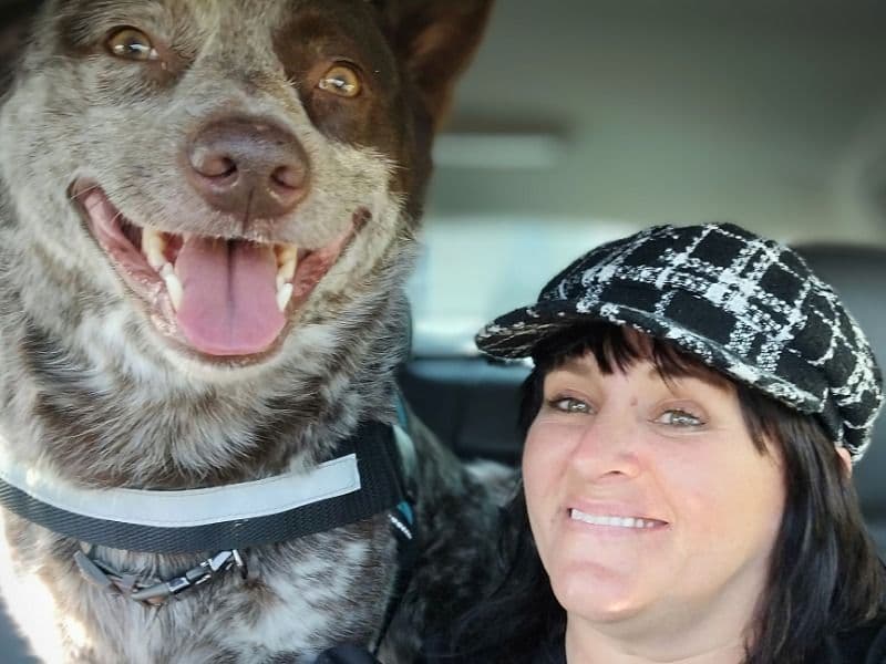 Australian Cattle Dog 4 years 10 months old male medium named Bubba for breeding in Taylor County, Texas | Petmeetly