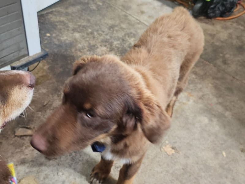 Australian Shepherd 8 months old male medium named Lucas for breeding in Lorain County, Ohio | Petmeetly