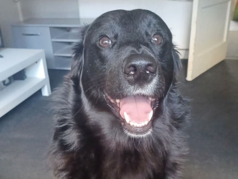 Golden Retriever 1 year 9 months old male large named Husk for breeding in Glasgow City, Scotland | Petmeetly