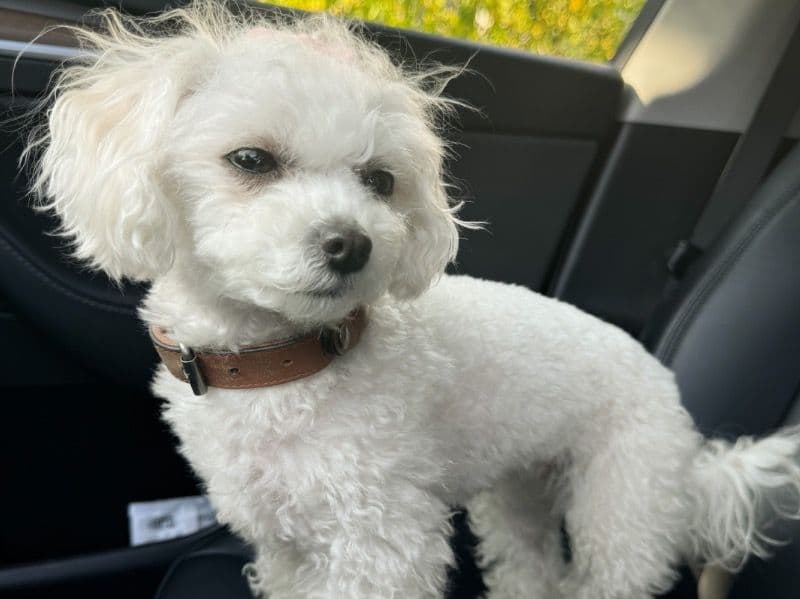 Maltipoo 2 years 8 months old female small named Heidi for breeding in Suffolk County, Massachusetts | Petmeetly
