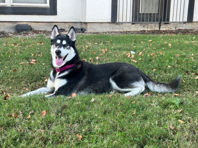 Siberian Husky 2 years old female large named Sky for breeding in Harris County, Texas | Petmeetly