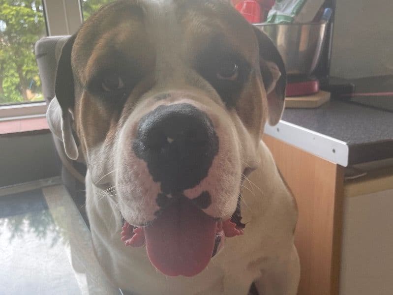 Bullmastiff 2 years 2 months old male large named Teddy for breeding in North Somerset, England | Petmeetly