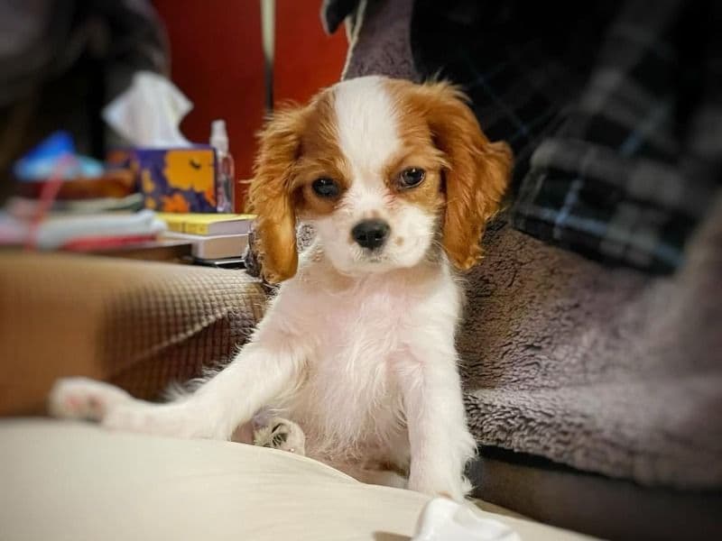 Max - Cavalier King Charles Spaniel | Petmeetly