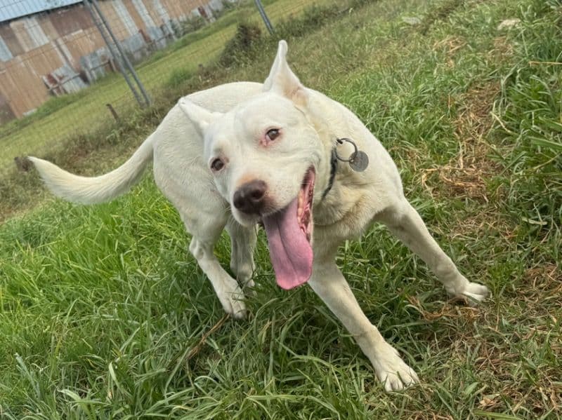 Bull Arab 6 years 5 months old male large named Leo for breeding in Liverpool City Council, New South Wales | Petmeetly