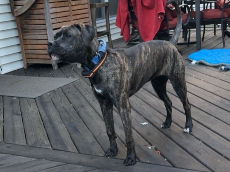Labrador Retriever 1 year old female medium named Shy for adoption in McHenry County, Illinois | Petmeetly