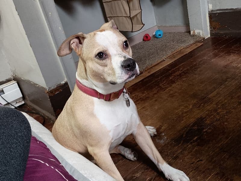 Blue nose Pitbull 5 years 5 months old female medium named Aurora for breeding in Shawnee County, Kansas | Petmeetly