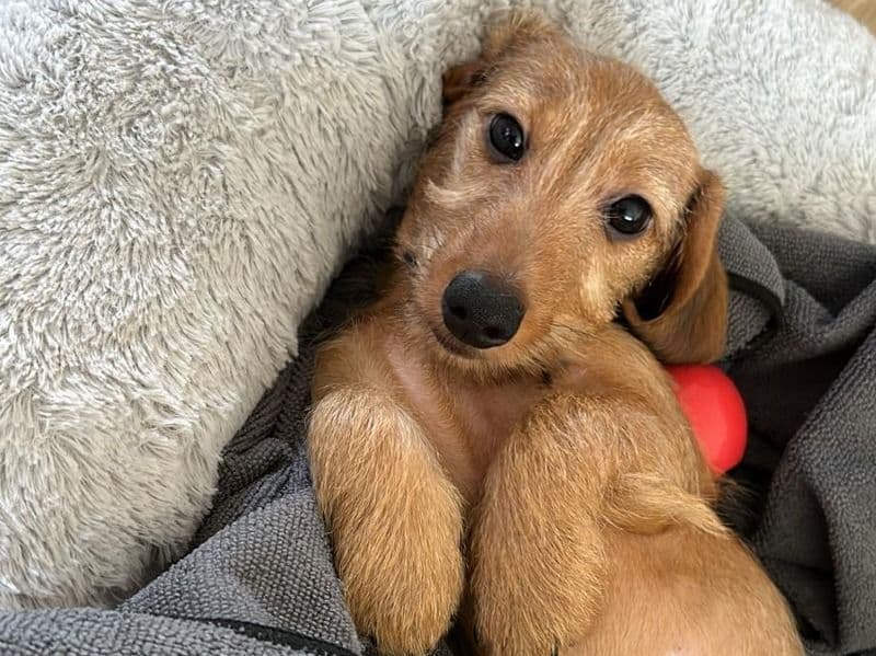 Miniature Dachshund 2 years 10 months old male small named Bauer for sale in East Riding of Yorkshire, England | Petmeetly