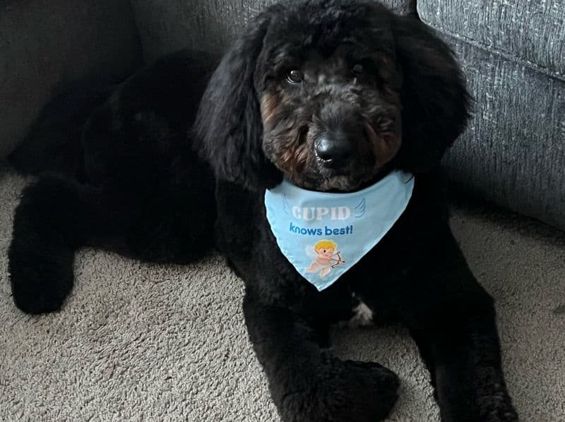 Standard Poodle 1 year 11 months old male large named Pluto for breeding in Guilford County, North Carolina | Petmeetly