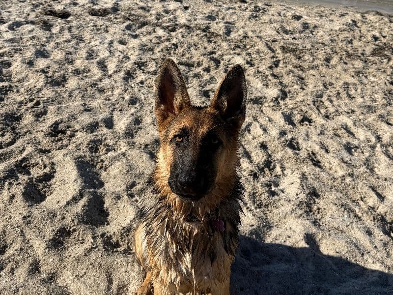 German Shepherd 9 months old female medium named Daisy for breeding in Greater Geelong City, Victoria | Petmeetly