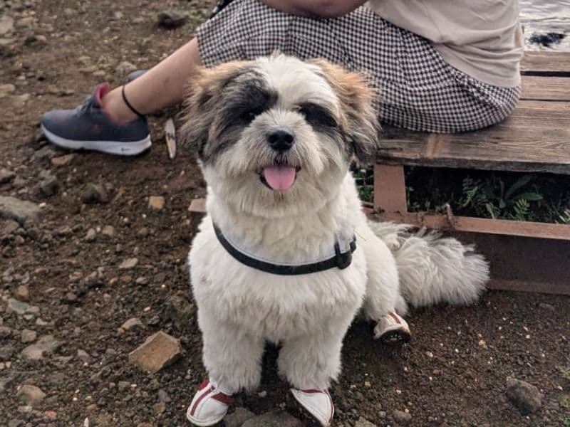 Lhasa Apso 1 year 9 months old male medium named Buddy for breeding in Pune Division, Maharashtra | Petmeetly
