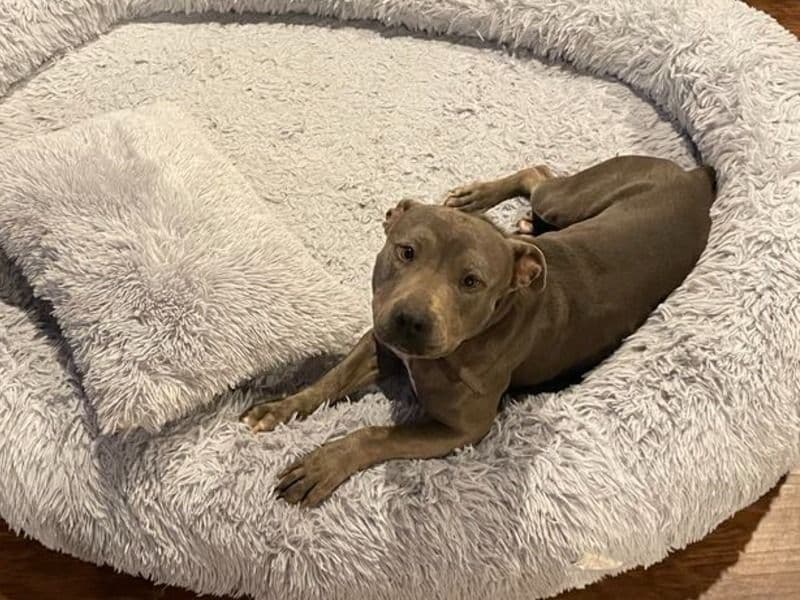 Stormie primary photo