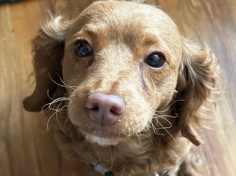 Cockapoo 1 year 4 months old female medium named Peanut Butter for breeding in Elgin County, Ontario | Petmeetly