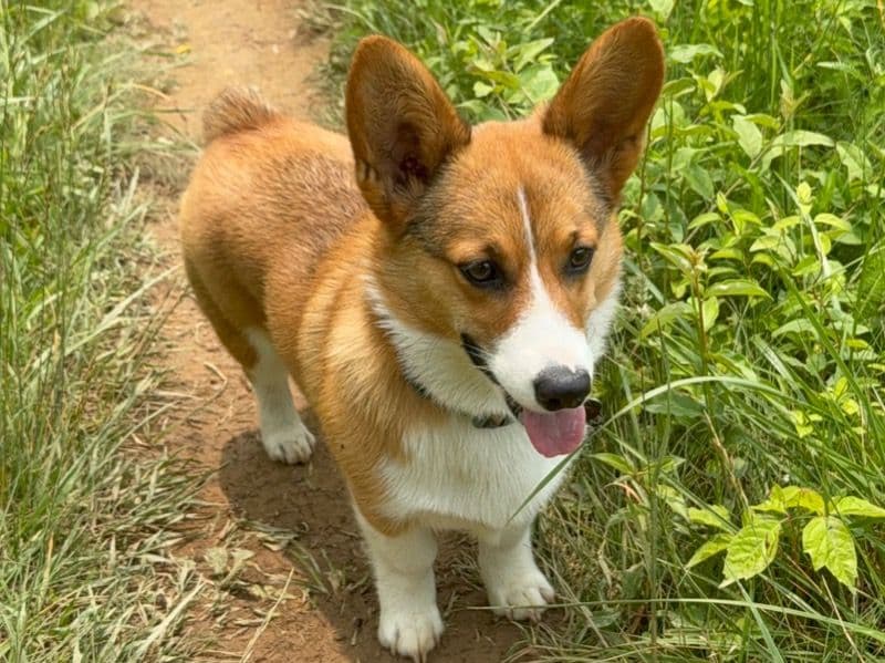 Corgi 1 year 1 month old female small named Boots for breeding in Bristol County, Massachusetts | Petmeetly
