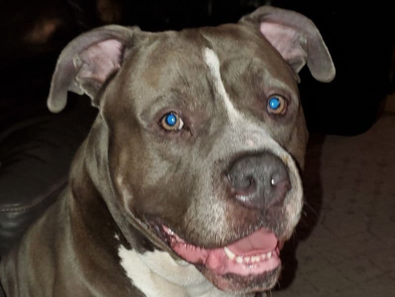 Blue nose Pitbull 8 years 5 months old male large named Blue for breeding in Kings County, New York | Petmeetly