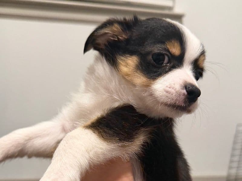 Australian Shepherd 1 month old female small named Calypso for adoption in Denton County, Texas | Petmeetly