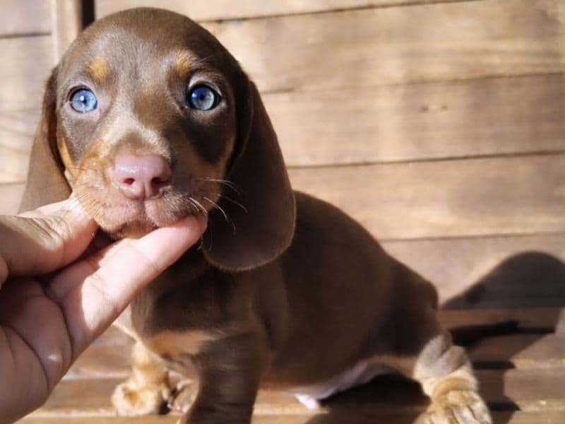 Dachshund Puppy - Dachshund | Petmeetly