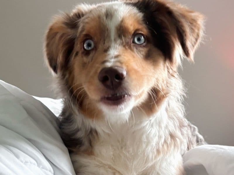 Miniature Australian Shepherd 1 year 9 months old male medium named Niko for breeding in Brazoria County, Texas | Petmeetly