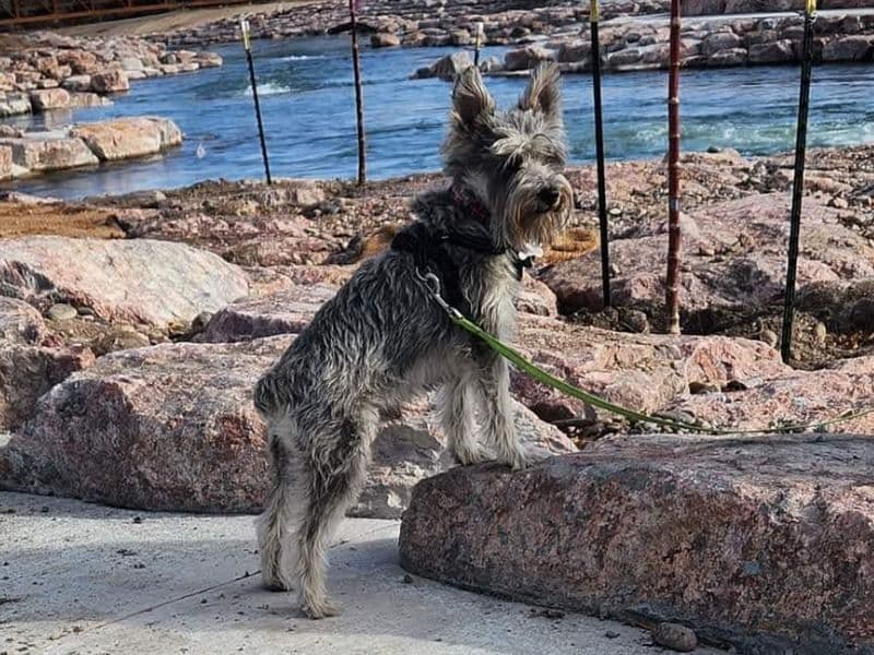 Miniature Schnauzer 4 years old male small named Roscoe for breeding in Pueblo County, Colorado | Petmeetly