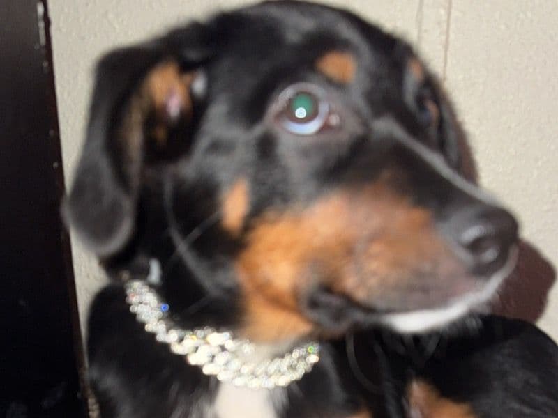 Australian Cattle Dog 9 months old female medium named Sugar for breeding in Henderson County, Texas | Petmeetly